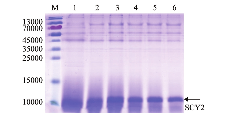 in yeast pichia pastoris gs115 注:m为预染蛋白marker 26616(thermo