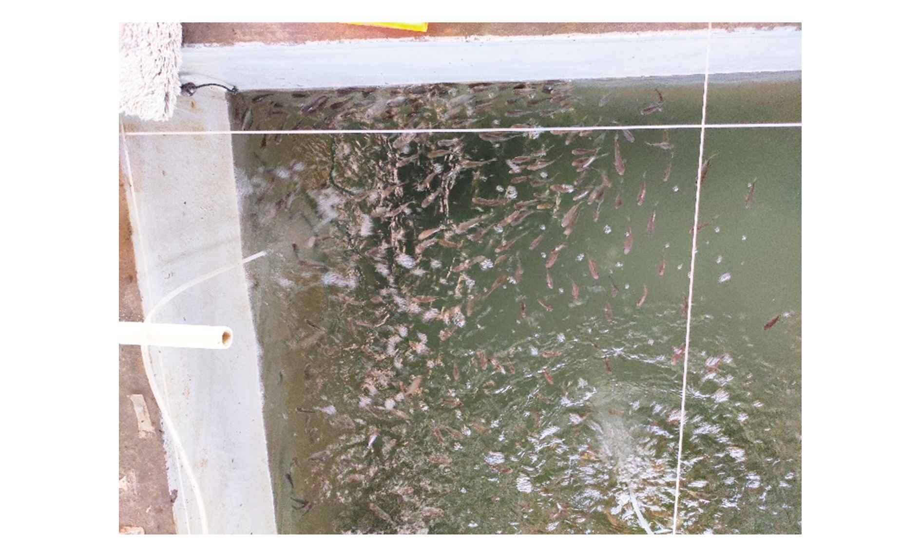 海水鱼类淀粉卵涡鞭虫病及其防控研究进展