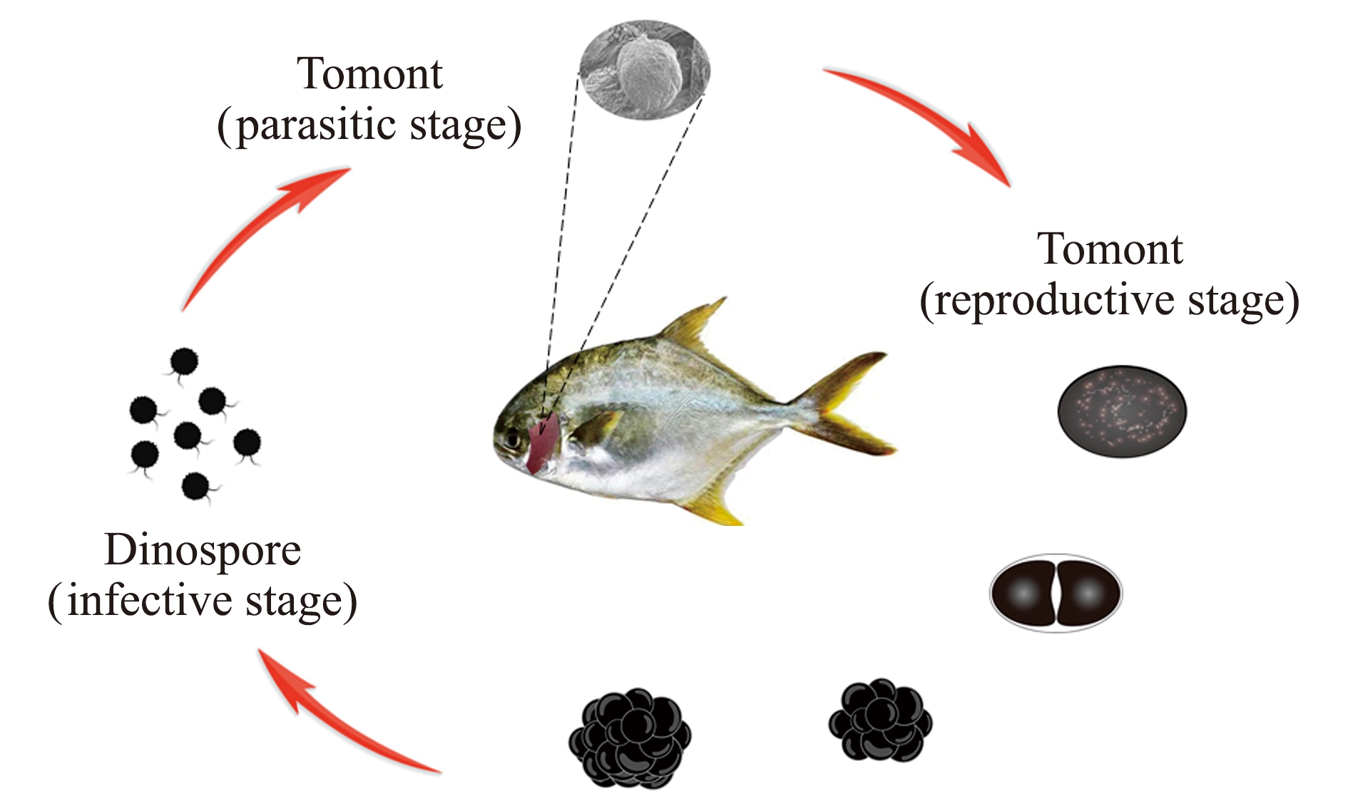 海水鱼类淀粉卵涡鞭虫病及其防控研究进展
